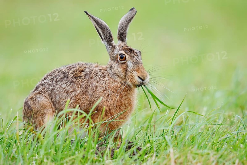 A brown hare (Lepus europaeus) sits in a meadow eating blades of grass, North Rhine-Westphalia, Germany