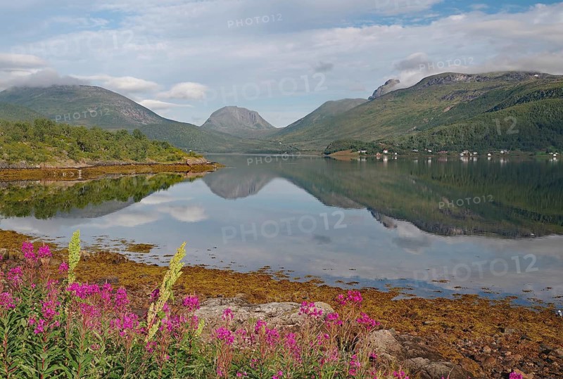Calm lake with mountain views, pink flowers in the foreground and cloudy sky create a peaceful atmosphere, calendar theme, Fjordbotn Camping, Senja