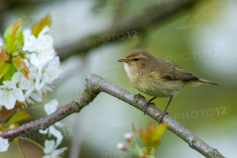 Chiffchaff, Phylloscopus collybita, Zilpzalp, Birds, Spring, Passeri, Songbirds, Jump, Birds