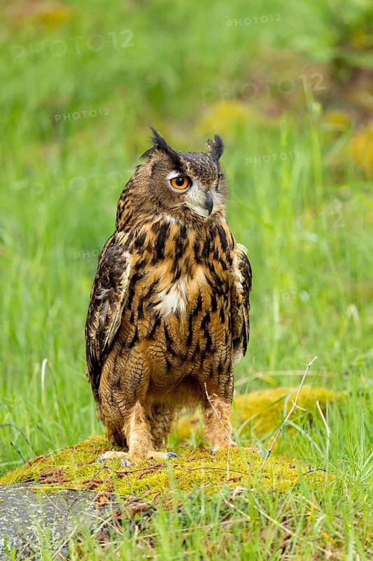 An eagle owl stands alert on moss-covered ground amongst green grass, eagle owl (Bubo bubo), adult, on rocks, alert, in spring, Šumava Forest, Czech Republic