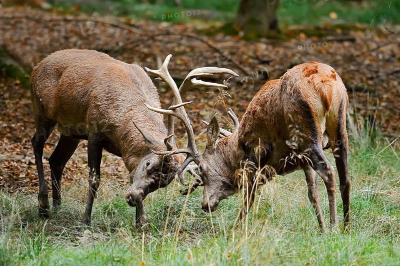 Red deer (Cervus elaphus) during the rutting season, North Rhine-Westphalia, Germany