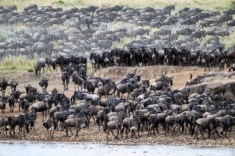 The Great Migration, huge herds of wildebeest (Connochaetes taurinus) on the Mara River, Serengeti, Tanzania