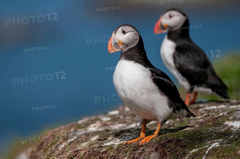 Atlantic puffin, Fratercula arctica, Norway, puffins, puffins, varangers, alcidae, alcidae, alkenbirds, birds, birds, waterbirds, waterbirds