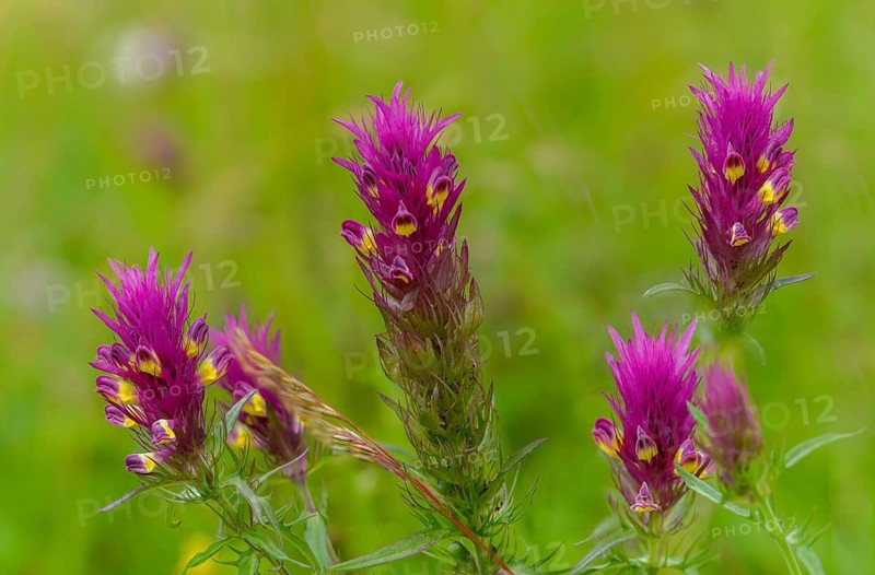 Field quail wheat, brown root family, melampyrum arvense, orobanchaceae, scrophulariaceae, summer root family, quail wheat, field cow wheat, flora, plants, plants