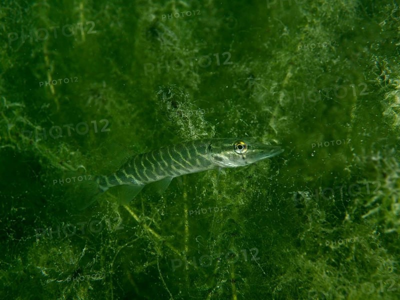 A juvenile pike (Esox lucius) seen in green, plant-rich water, Baumgärtli dive site, Lake Zug, Lake Immen, Canton of Schwyz, Switzerland