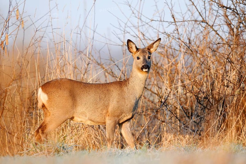 European roe deer (Capreolus capreolus), doe in winter, Lower Saxony, Germany