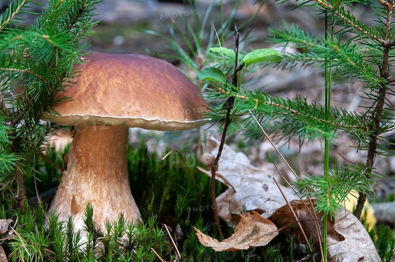 Boletus edulis, spruce porcini, common porcini mushroom, porcini mushroom, cep, fungi, mushroom, penny bun, mushrooms, porcini, porcino