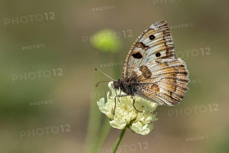 Alpine Witch, Mountain Witch, Chazara Briseis, Hermit, Steppe Porter, Butterfly, Insects, Butterfly, Butterflies