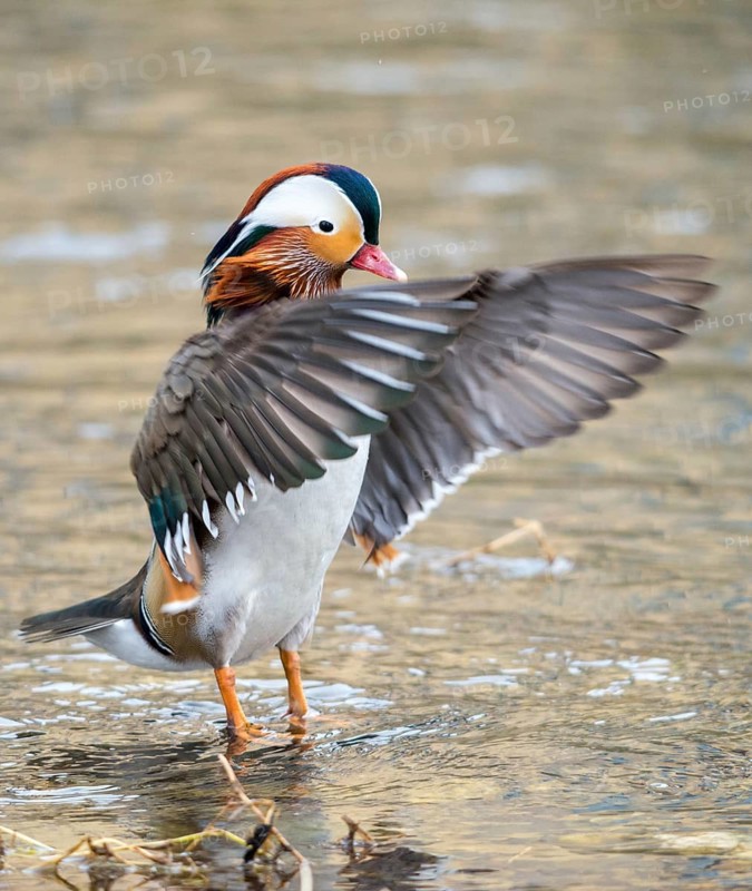Aix galericulata, mandarin, mandarin duck, anatidae, bath, birds, ducks, ducks, duck birds, high size, portrait format, male, birds, waterbirds, waterbirds