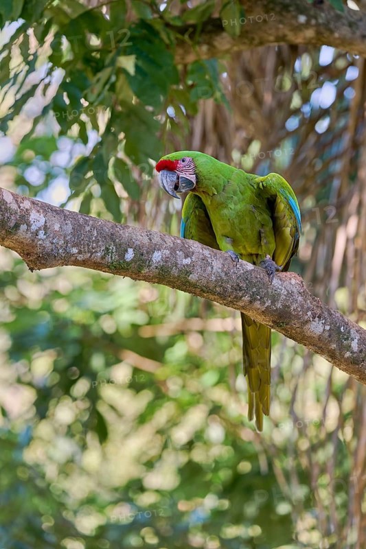 Great green macaw (Ara ambiguus) Costa Rica