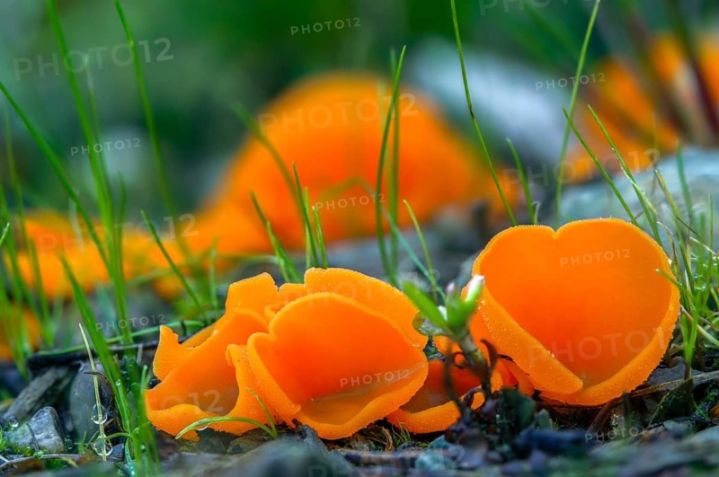 Aleuria aurantia, fiery red mug mushroom, common orange mug, orange mug, orange-red mug, peziza aurantia, fungi, fungus, orange peel fungus, mushrooms, y12