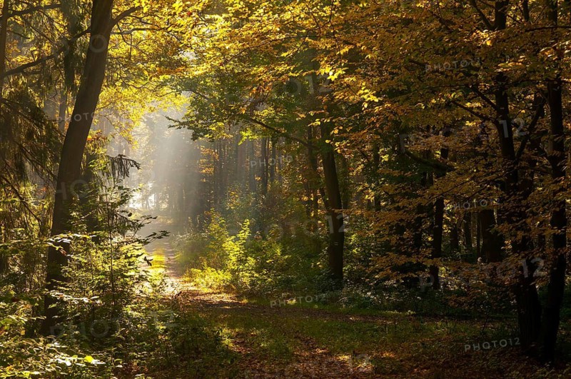 Beech plants, fagaceae, fagus sylvatica, Germany, Greiz, European beech, Thuringia, old wood, autumn, tree, beech, beech forest, trees, common beech, European beech, flora, autumn, landscape, plants, tree, Vogtland, forest, wood