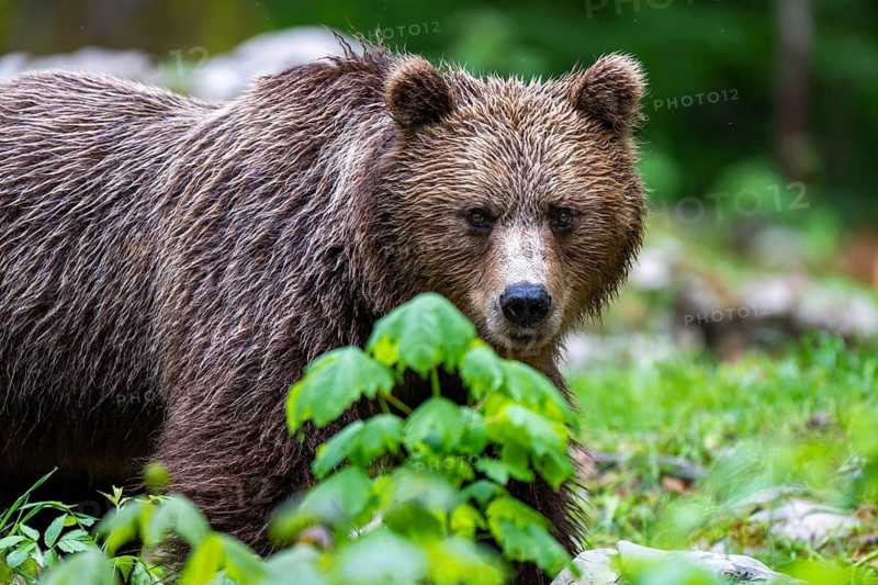 European brown bear (Ursus arctos arctos) in the forest, Notranjska region, Slovenia