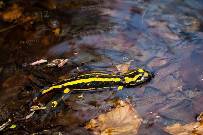 Animals, amphibians, tailed amphibians, true salamander, fire salamander, water bodies, one, individual, biotope, (Salamandra salamandra)
