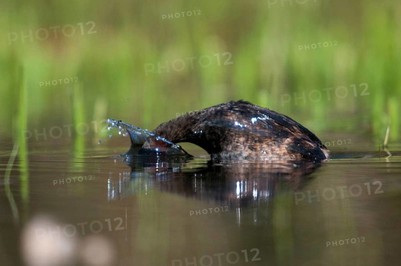 Littele Grebe, Tachybaptus Ruficollis, Little Grebe, Birds, Dabchick, Grebe, Grebe, Podicipedidae, Divers, Birds, Waterbirds