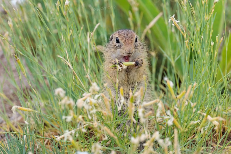 A young European ground squirrel (Spermophilus citellus) eats seats, leaves and flowers in a green meadow with tall vegetation on a sunny day. Austria