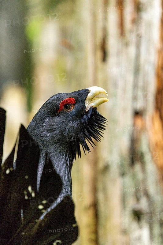 A dark-feathered bird in the forest stands on green grass and raises its beak: a displaying capercaillie (Tetrao urogallus), Black Forest, Baden-Württemberg, Germany
