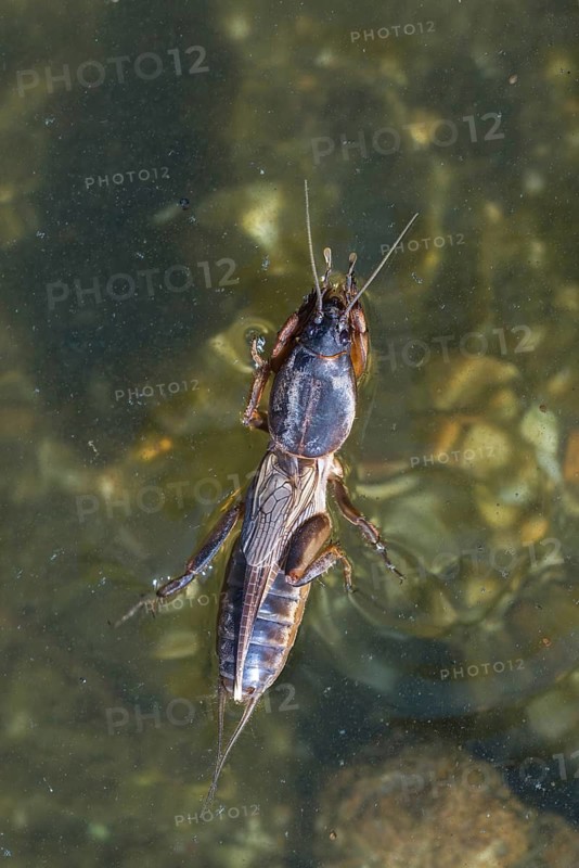 European mole crickets, grasshoppers, gryllotalpa gryllotalpa, half-devil, mole crickets, werre, dwarf, ensifera, grasshoppers, high size, portrait format, insects, insects, long-feeler scare, swimming, water