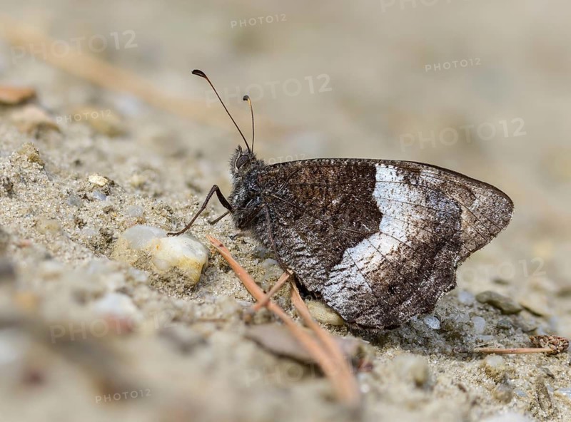 Brandenburg, Germany, Hipparchia Alcyone, Hipparchia Hermione, small forest porter, Nabu, Nabu project, national natural heritage, green house natural paradise, rock grayling, post-mining landscape, butterfly, green house, insects, butterflies, butterflies, butterflies