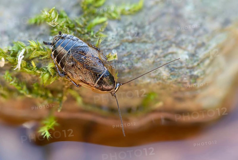 Dark woodcockroach, common woodcockroach, ectobius sylvestris, common woodcockroach, female, forest cockroach, insects, lesser cockroach, cockroach, female