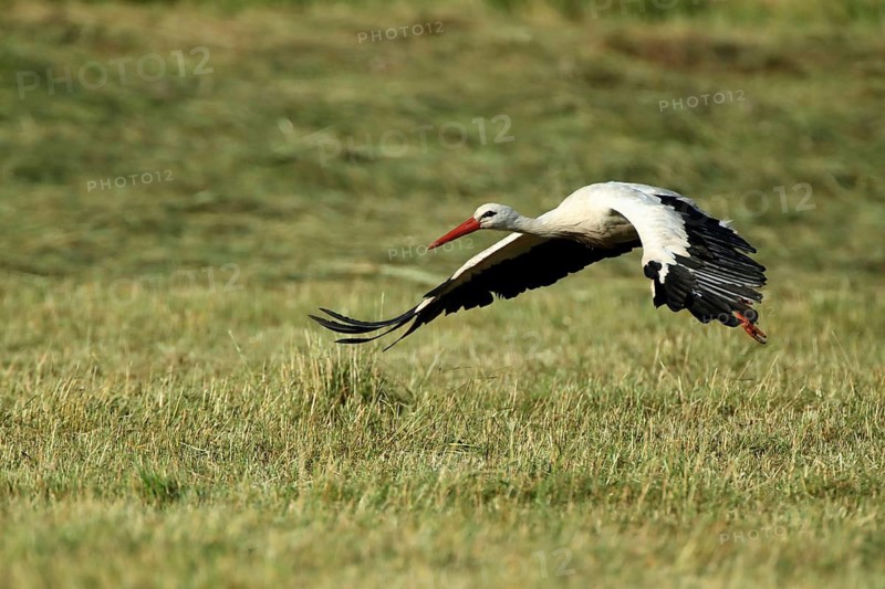 A stork flies just above a green meadow, white stork (Ciconia ciconia), farmland, taking off, Mannheim, Baden-Württemberg, Germany