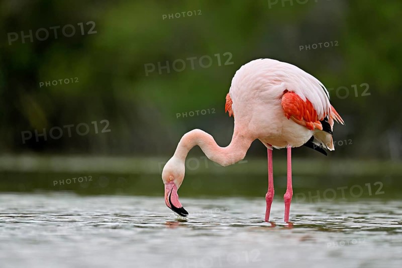 Pink flamingo (Phoenicopterus roseus), standing in the water whilst drinking, Camargue Regional Nature Park, southern France, France