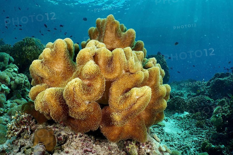 Lush yellow mushroom-shaped leather coral (Sarcophyton glaucum), leather coral, in brilliant light beneath clear water, Coral Garden dive site, Menjangan, Bali, Indonesia