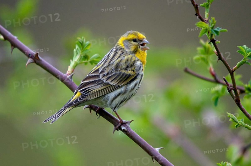 European Serin, serine, serinus serinus, birds, song, male, passeri, singing, songbirds, birds