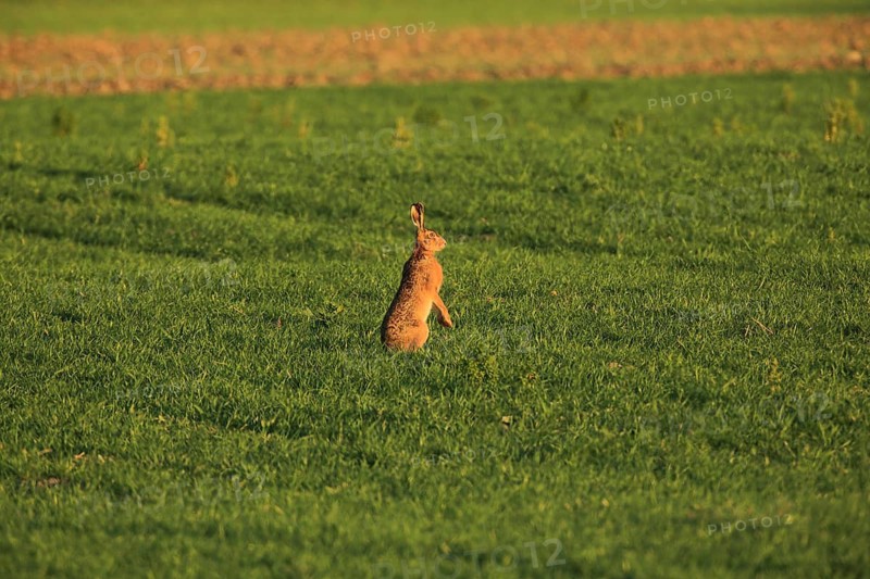 A hare sits upright in a green field in the warm light of the sunset, a European hare (Lepus europaeus) sits in a green meadow, Mannheim, Baden-Württemberg, Germany