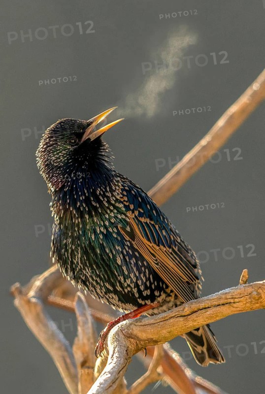 Star, Starling, Sturnus Vulgaris, Birds, Spring, Song, High Size, Portrait Format, Passeri, Singing, Songbirds, Jump, Birds