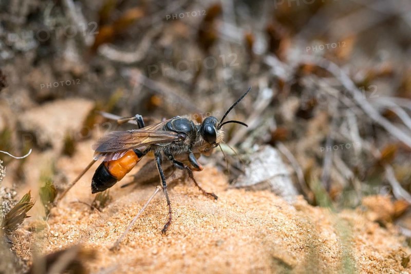 Hymenoptera, Spheciformes, Spheciformes, Sphex Funerarius, Sphex Rufocinetus, Golden Digger Wasp, Digger Wasp, Bug Wasps, Insects