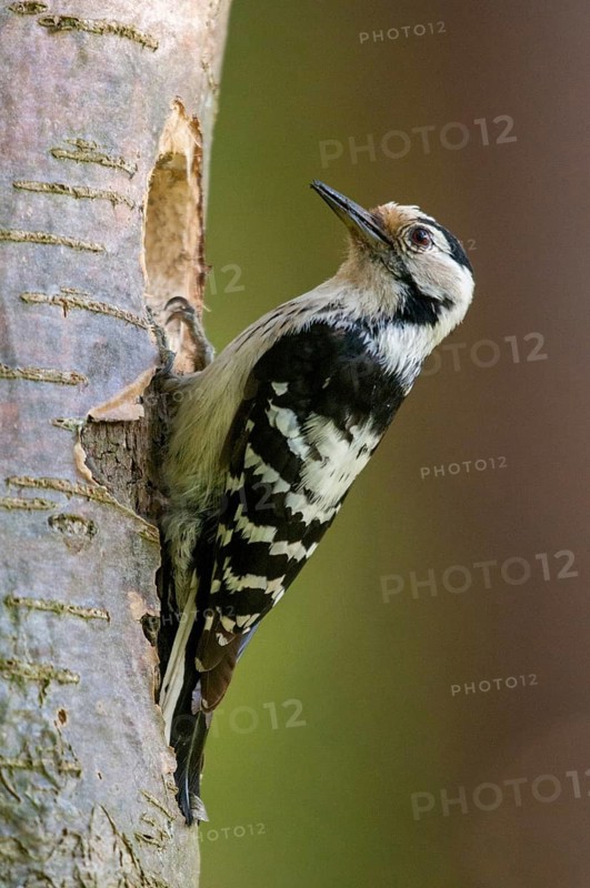 Dendrocopos minor, dryobates minor, small woodpecker, lesser spotted woodpecker, birds, female, high size, portrait format, piciforms, woodpeckers, birds, female, woodpecker