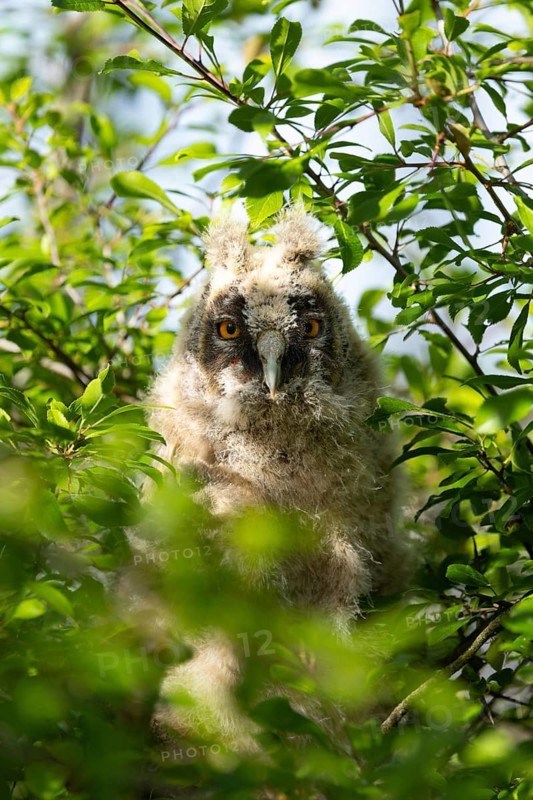 An owl chick hidden amongst the lush foliage, peering out curiously, Long-eared Owl (Asio otus), a young bird perched hidden in a tree, Ästlinge, Mecklenburg-Western Pomerania, Rügen, Germany