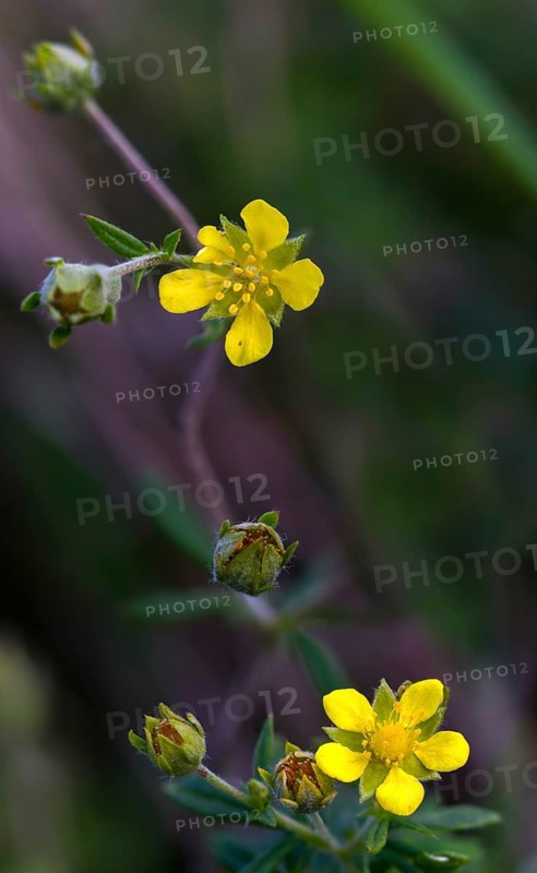 Potentilla argentea, rosaceae, rose family, silver cinquefoil, flora, high size, vertical format, plants