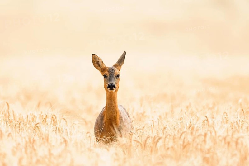 Roe deer (Capreolus capreolus) adult female doe in a farmland cereal field in summer, Suffolk, England, United Kingdom