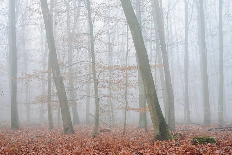 Forest with copper beeches (Fagus sylvatica) and English oaks (Quercus robur) in the morning mist, autumn, North Rhine-Westphalia, Germany