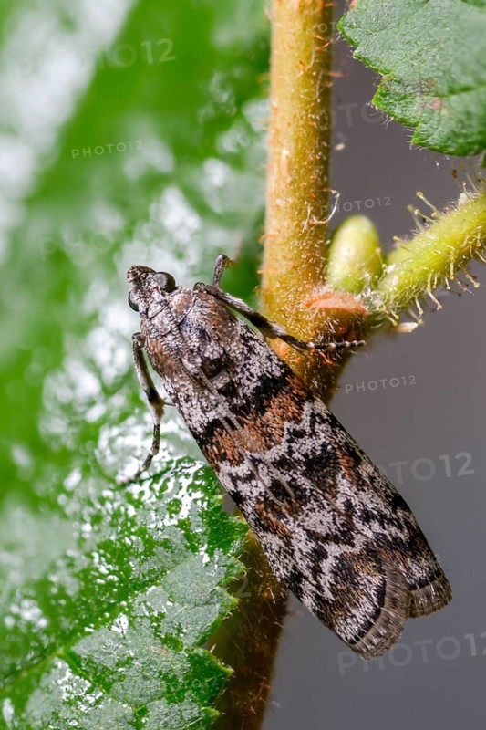 Dark pine knot horn, dioryctria abietella, spruce cone moth, high size, portrait format, insects, moths, moths, butterflies