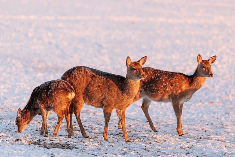 Two female Dybowski deer (Cervus nippon hortulorum) and a young stand in a snow-covered meadow at sunrise. China, Taiwan, SE-Siberia, Korea, Japan, Vietnam