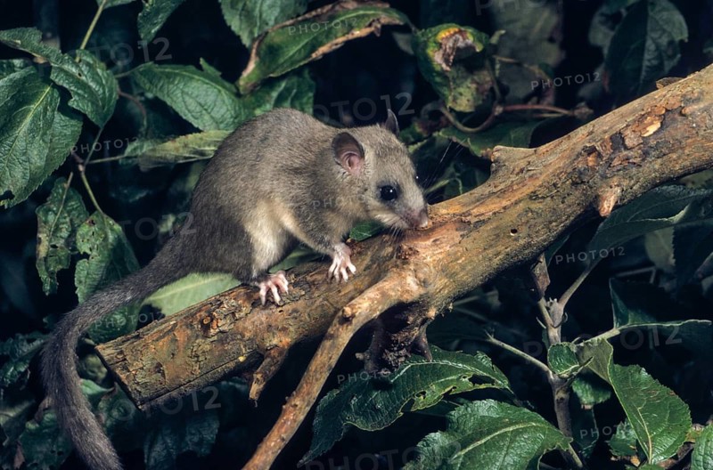 Edible dormouse, fat dormouse, glis glis, rodents, rodentia, dormouse, bilche, bolt, dormice, dormouse, mammals, rodents, sleepers, mammals