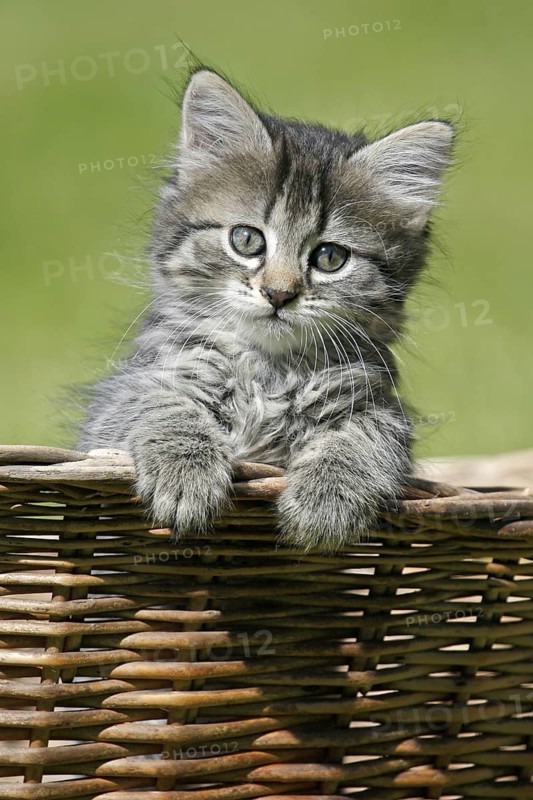 Domestic cat, Germany, tiger kitten looks intently over the edge of a basket