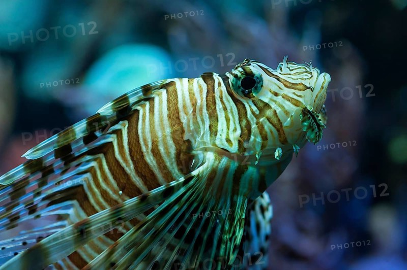 Lionfish (Pterois volitans) in the aquarium at the Tiergarten, Am Tiergarten 30, Nuremberg, Middle Franconia, Bavaria, Germany. PR available