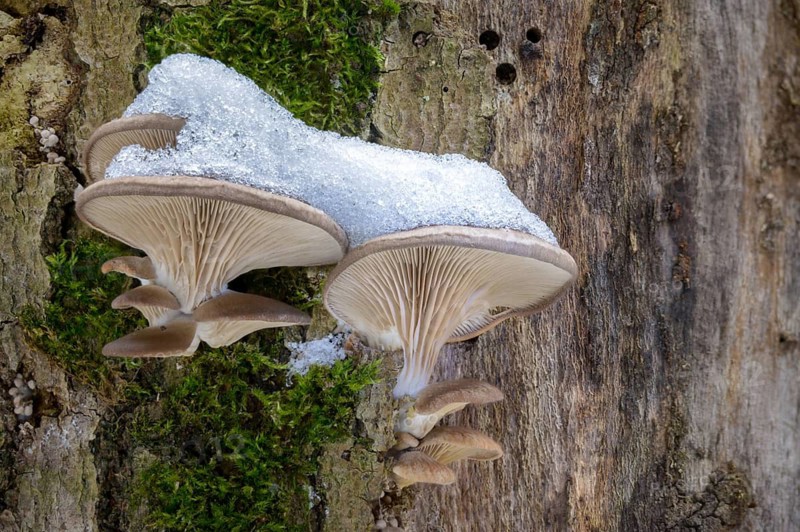 Oyster mushroom, oyster mushroom, pleurotus ostreatus, ice, fungi, fungus, ice, oyster mushroom, oyster mushroom, mushrooms, snow, winter