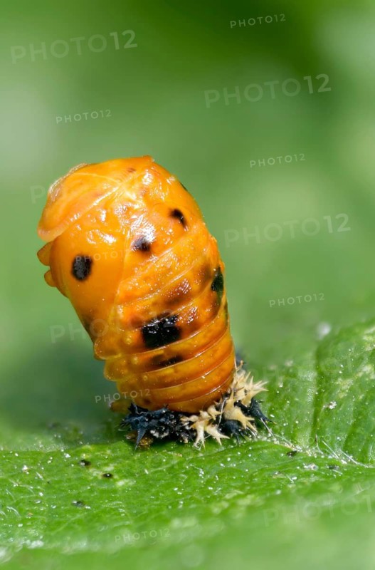 Asian ladybeetle, Asian ladybug, coccinellidae, coccinellinae, harlequin ladybug, harmonia axyridis, ladybug, beetle, coleoptera, harlequin, high size, portrait format, insects, beetles, larva, larva, multicolored Asian