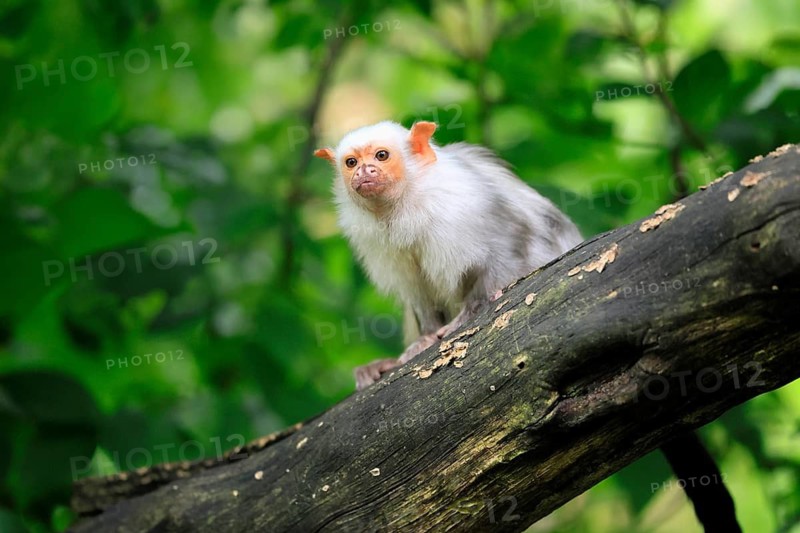 Silver marmoset (Mico argentatus, syn.: Callithrix argentata), silver marmoset, adult, sitting on a tree trunk, alert, South America