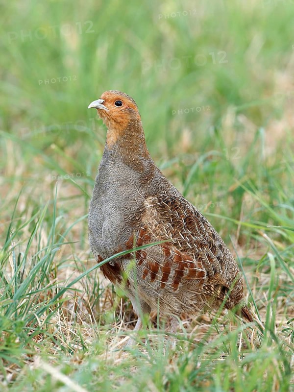 Partridge (Perdix perdix) in a meadow, Solms, Hesse, Germany