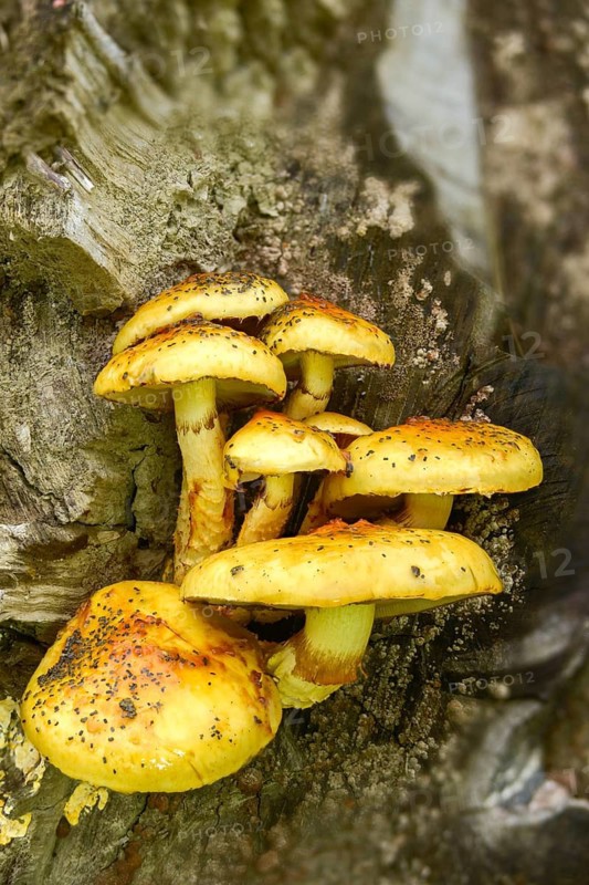 Hanging slime scraping, fat pholiota, goldskin skulping, pholiota adiposa, pholiota aurivella, pholiota cerifera, slimy beech scraping, slimy booting, fungi, fungus, high size, vertical format, mushrooms