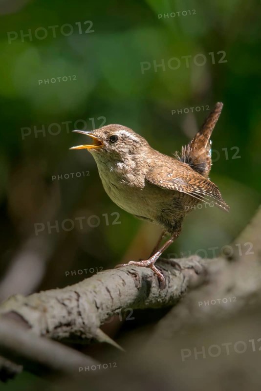 Troglodytes troglodytes, wren, birds, song, high size, portrait format, passeri, singing, songbirds, birds