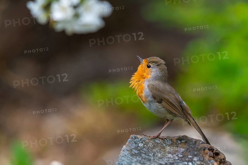 Erithacus rubecula, robin, robins, birds, song, passeri, singing, songbirds, birds