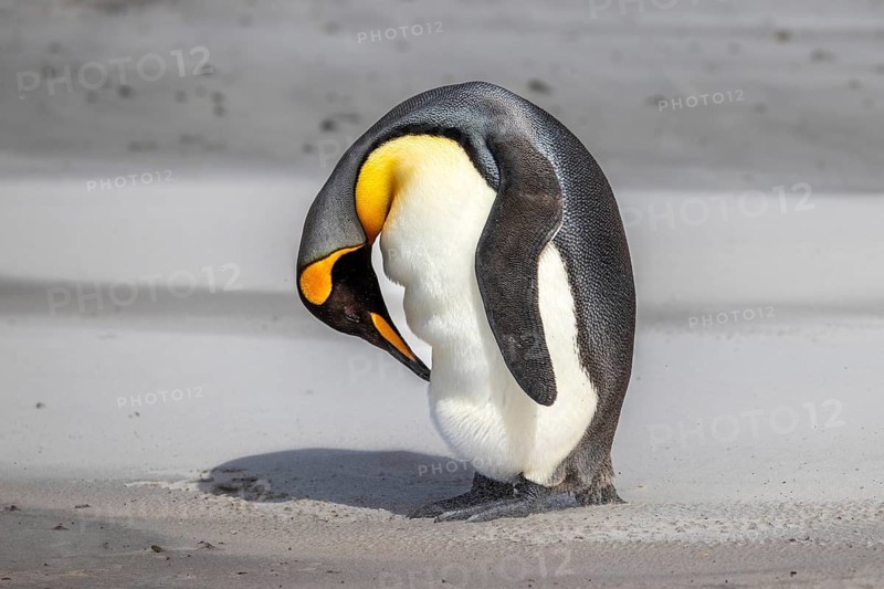 King Penguin, (Aptenodytes patagonica), preening on beach, Saunders Island, Falkland Islands
