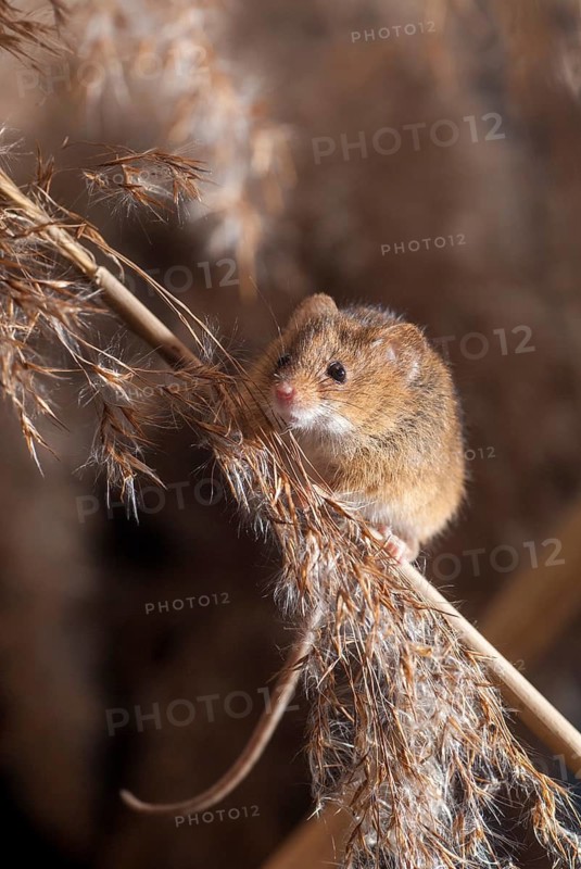 Harvest mouse, Micromys minutus, rodents, rodentia, dwarf mouse, high size, portrait format, mammals, mouse, muroids, rodents, mammals